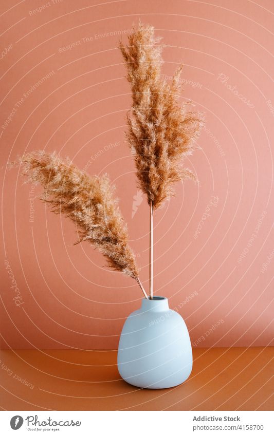 Vase mit getrocknetem Gras im Atelier Pampas Dekoration & Verzierung trocknen Vorbau Fussel Tisch Kunst natürlich Ton einfach Material Handwerk Design Pflanze