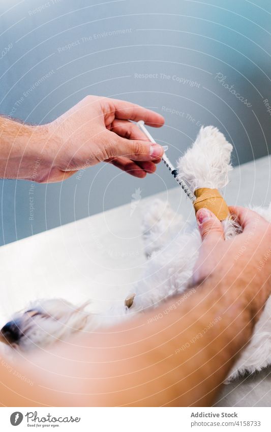 Crop Tierarzt macht Injektion für Hund in der Klinik Veterinär Operationssaal Einspritzung Arzt Anästhesie Spritze männlich Krankenhaus Lügen Metall Tisch