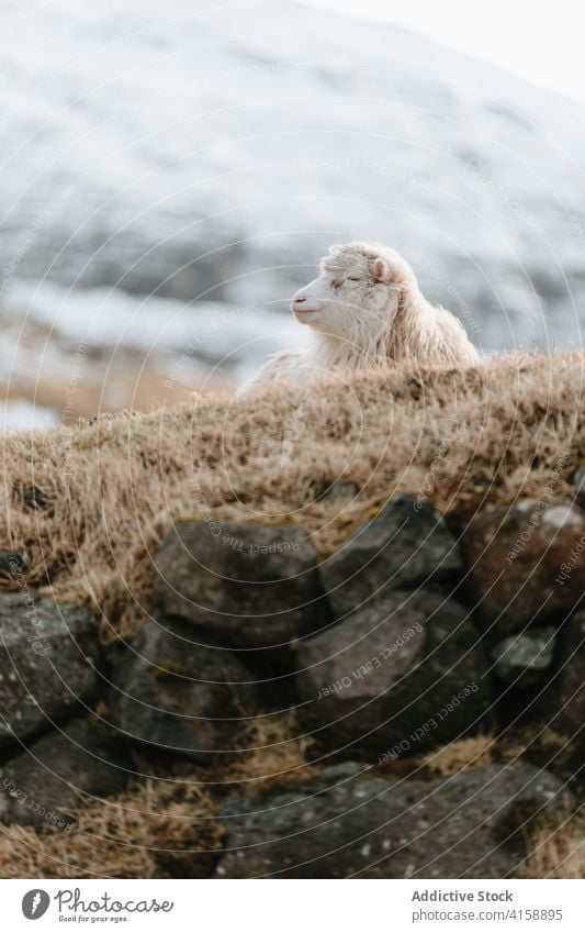 Ruhige Schafe auf einem Hügel auf den Färöer Inseln Berge u. Gebirge Hochland Windstille heimisch Tier sich[Akk] entspannen kalt Winter Saison Färöer-Inseln