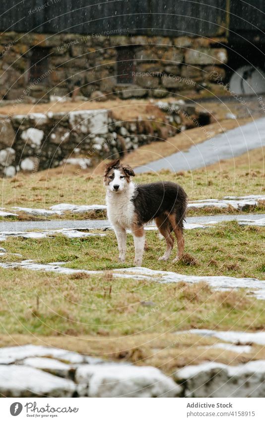 Niedlicher Hund in einem Dorf auf den Färöer Inseln niedlich Tier Haustier Landschaft heimisch Saison Herbst Fussel Färöer-Inseln fallen Fell ländlich Natur