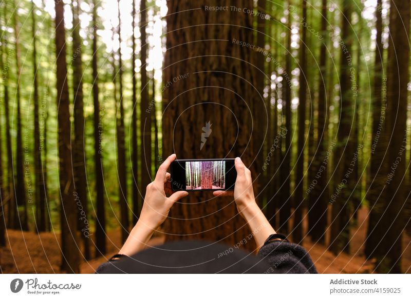 Crop-Reisende, die einen Baum im Wald fotografieren Reisender Tourist Sequoia Wälder Smartphone Moment Gedächtnis monte cabezon naturdenkmal der sequoias