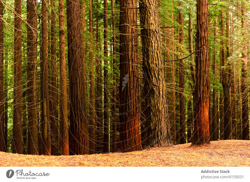 Riesige Bäume in grünen Wäldern Wald Riese Baum riesig Berghang wachsen Natur Sequoia Landschaft Naturdenkmal der Mammutbäume Kantabrien Spanien malerisch