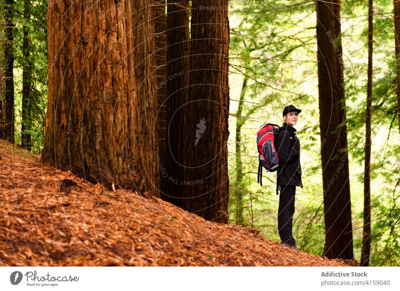 Entzückter Reisender im grünen Wald Wälder Baum Frau groß Sequoia erstaunlich Landschaft natürlich Naturdenkmal der Mammutbäume Kantabrien Spanien Tourist