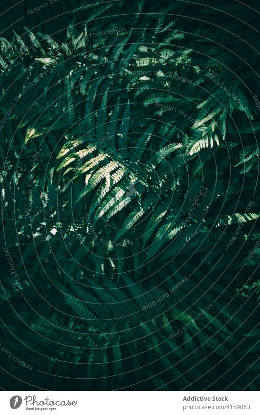 Blattspreite von Polypodiophyta im Wald bei Tageslicht Wurmfarn Ohrmuschel Blattadern Pflanze Flora Botanik Wälder pflanzlich Dschungel Mysterium ruhig Zweig