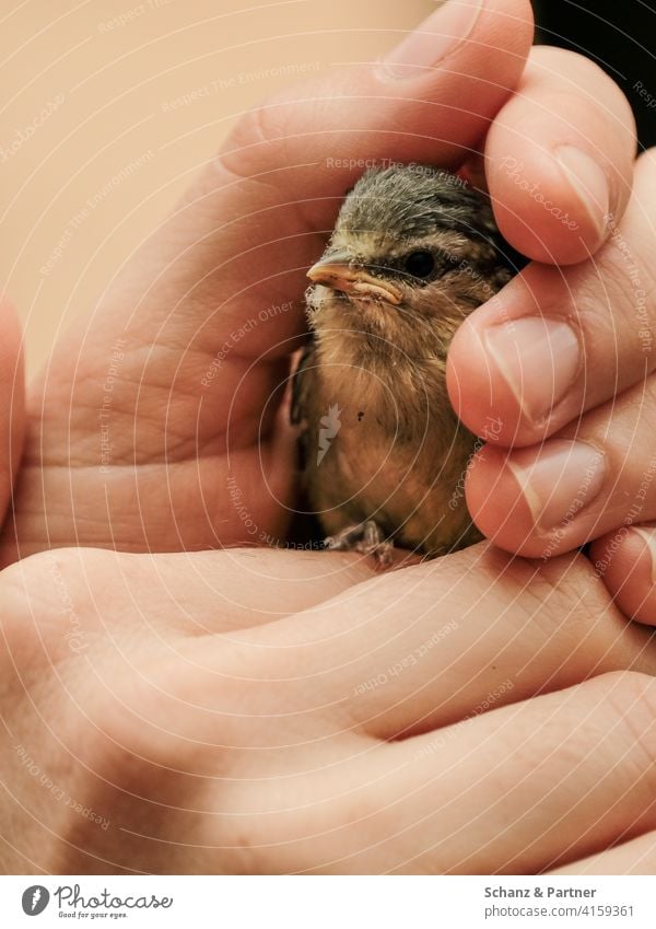 Junge Blaumeise in einer Menschenhand Nestling Ästling rausgefallen Wärme Schutz Geborgenheit Rettung retten schützen Vogelküken Küken Gartenvogel Tier