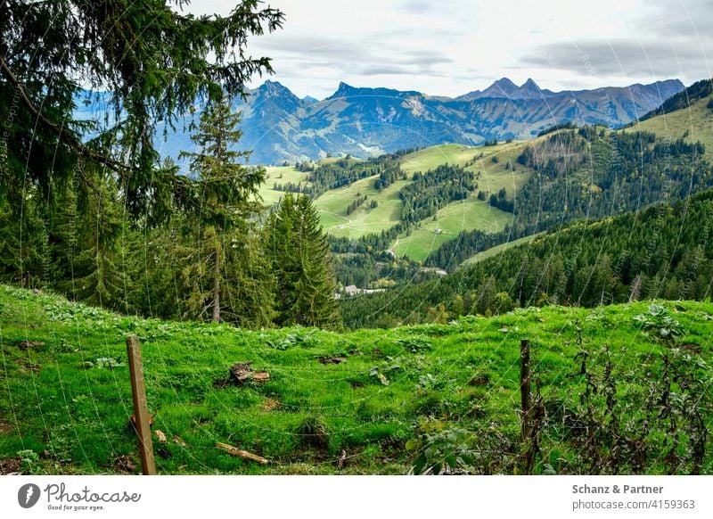 Blick über eine Weide in die Berge Alpen Schweiz Käse Moléson Urlaub Wanderung wandern grüne Wiese saftige Wiese saftiges Grün Bergpanorama Gipfel Auszeit