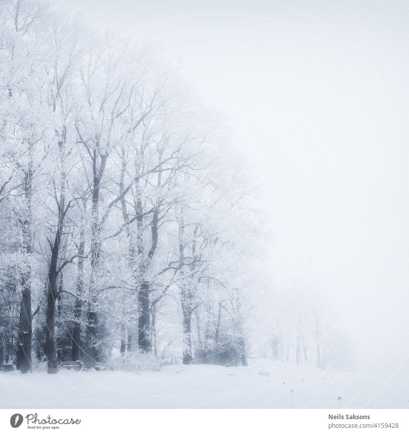 ewige Schönheit der Bäume im Winter unten Gegend Rinde Strahl Birke blau Gesäß hell übersichtlich Tag verblassend Laubwerk Wald Blatt Licht üppig (Wuchs)