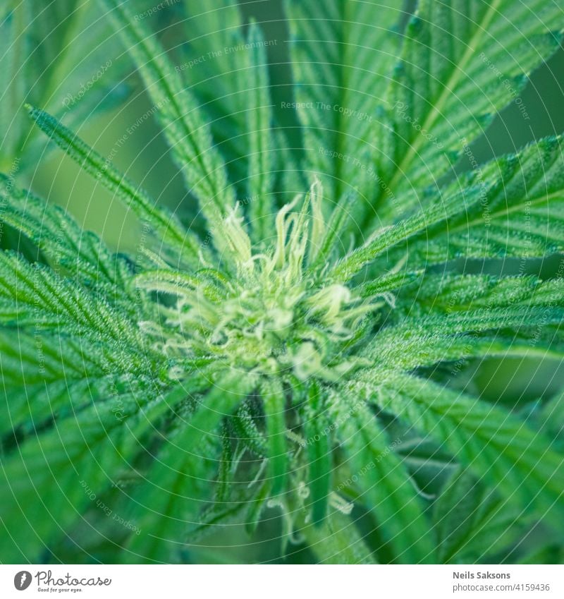 schöne Blume versehentlich im Gewächshaus geblüht Ackerbau Hintergrund Botanik Cannabis cbd Nahaufnahme Kultur Drogenfarm Feld Laubwerk ganja Garten Gras grün