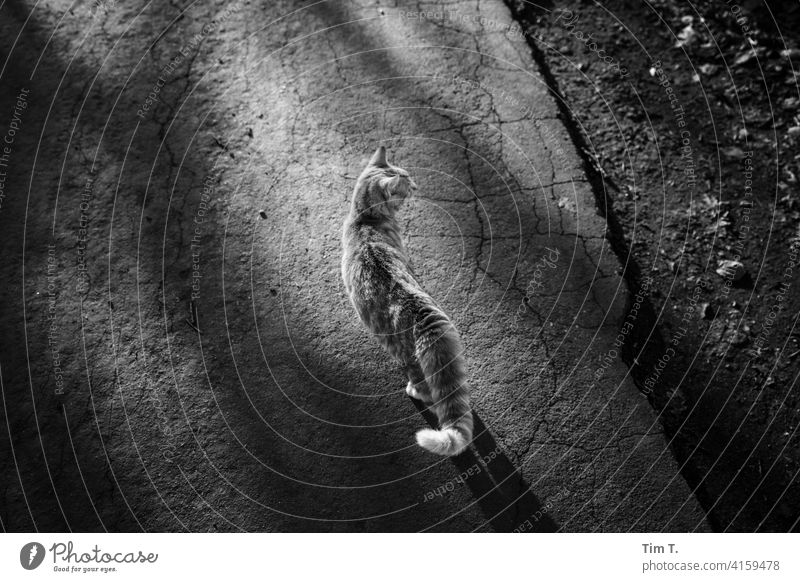 ein Kater auf dem Weg Katze Wege & Pfade freigänger Haustier Tier Fell Hauskatze Tierporträt beobachten Neugier Tierliebe Wachsamkeit Blick Schwarzweißfoto
