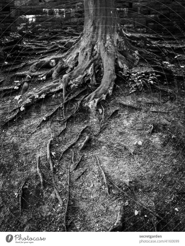 Düsterwald Wurzeln Baum alt Boden Erde Park Schwarzweißfoto Kontrast Baumstamm wurzeln schlagen Pflanze Wachstum Natur Wald Außenaufnahme Menschenleer