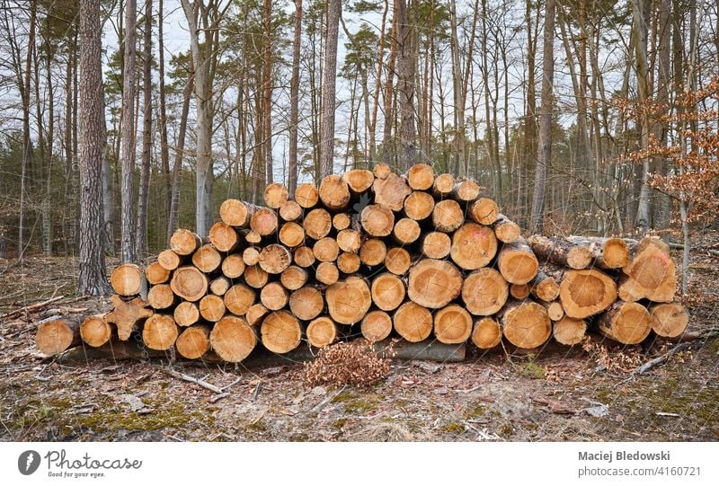 Gefällte Kiefernstämme in einem Wald. Baum Abholzung Entwaldung Natur Forstwirtschaft Totholz Kofferraum Industrie Holz gefällt natürlich geschnitten Haufen