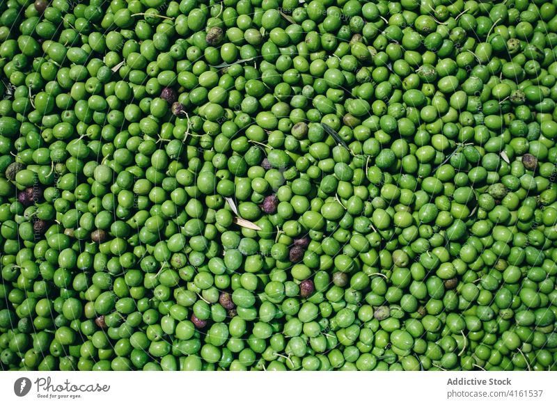 Stapel grüner Oliven in der Fabrik oliv Haufen frisch Pflanze Hintergrund viele Gesundheit Lebensmittel Saison Botanik organisch natürlich Bestandteil Flora