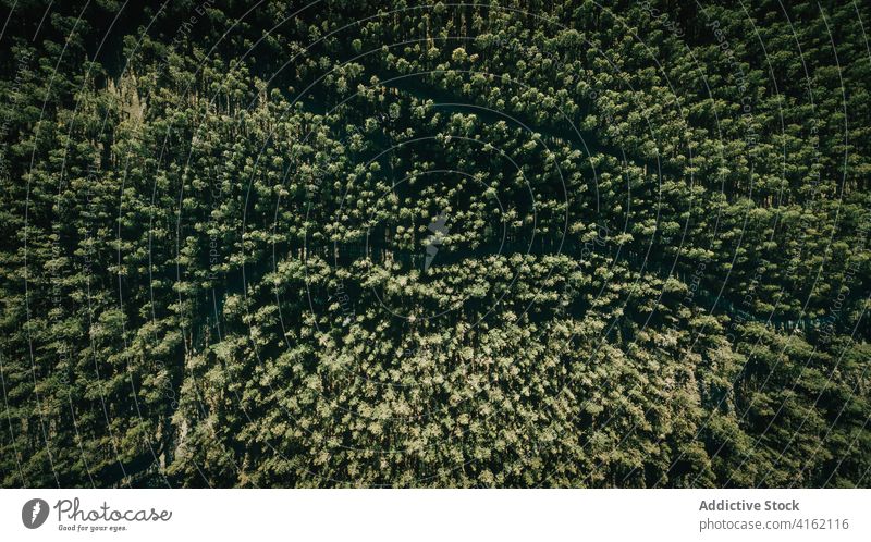 Luftaufnahme eines dichten grünen Waldes Wälder Waldgebiet Baum Antenne Natur Hintergrund Umwelt nadelhaltig Immergrün üppig (Wuchs) Straße Kurve Landschaft
