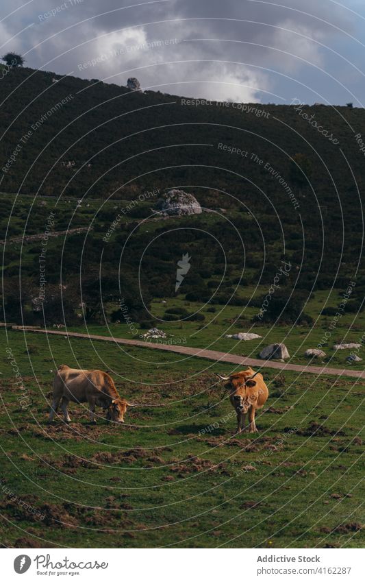 Aubrac-Rinder grasen auf einer saftigen Weide Kuh weiden Tier Ackerland Viehbestand Säugetier Zoologie rot üppig (Wuchs) Wiese Feld Natur Bauernhof ländlich