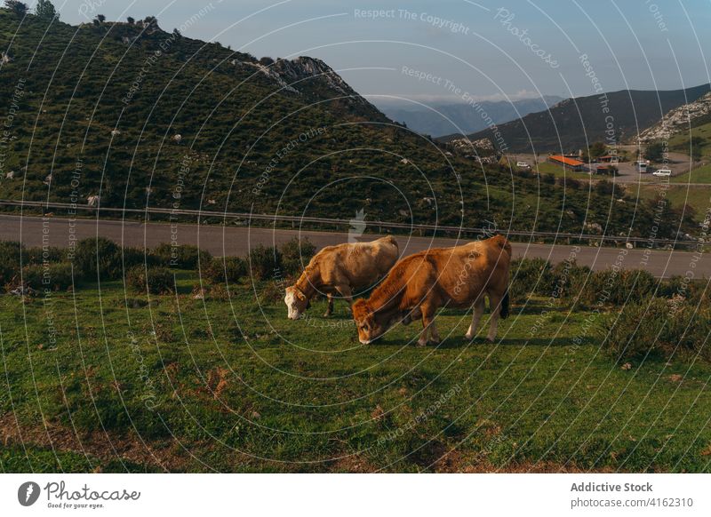 Aubrac-Rinder grasen auf einer saftigen Weide Kuh weiden Tier Ackerland Viehbestand Säugetier Zoologie rot üppig (Wuchs) Wiese Feld Natur Bauernhof ländlich