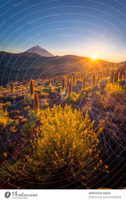 Friedlicher Sonnenaufgang über Bergtal im Sommer Morgen Berge u. Gebirge Tal Hochland Morgendämmerung leuchten orange lebhaft Pflanze Kanarische Inseln Spanien