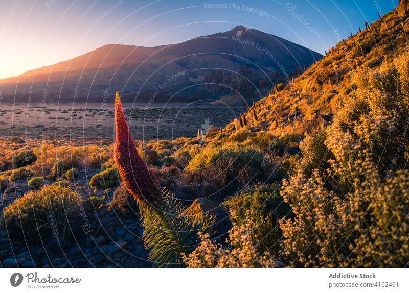 Friedlicher Sonnenaufgang über Bergtal im Sommer Morgen Berge u. Gebirge Tal Hochland Morgendämmerung leuchten orange lebhaft Pflanze Kanarische Inseln Spanien