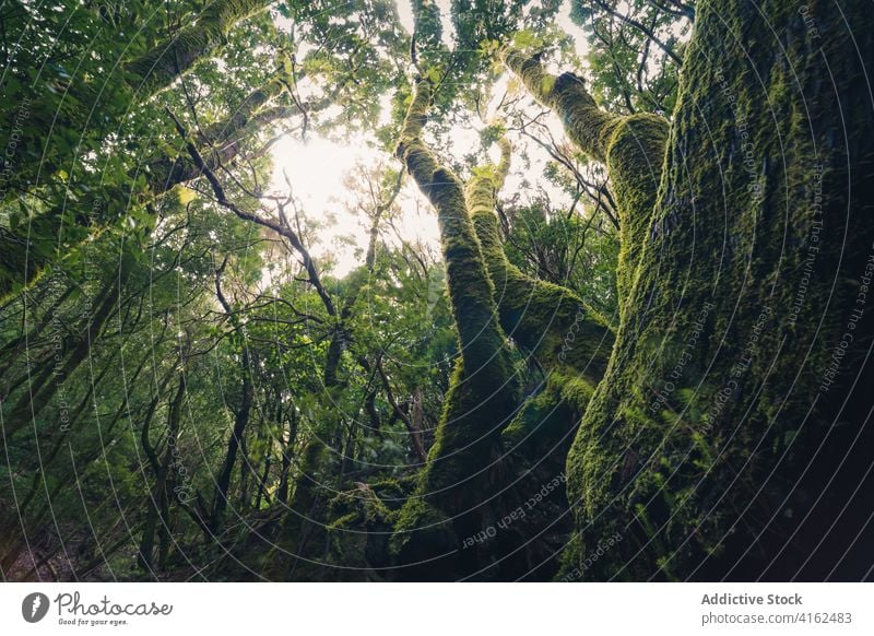 Moosbewachsene Bäume in dunklen Wäldern dunkel Wald Baum Landschaft hoch grün Natur Teneriffa Kanarische Inseln Spanien Pflanze Umwelt Kofferraum Flora ruhig