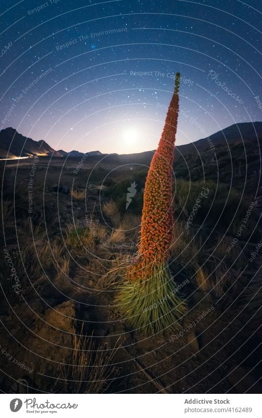 Tropische Pflanze in den Bergen bei Nacht sternenklar Himmel Tal Berge u. Gebirge wachsen tropisch Silhouette Hochland Kanarische Inseln Spanien Teneriffa