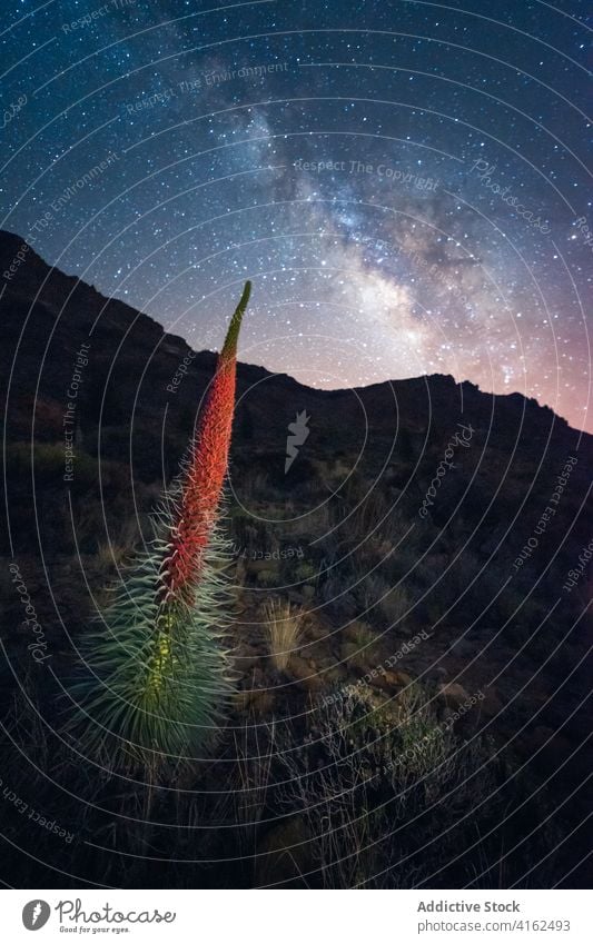 Tropische Pflanze in den Bergen bei Nacht sternenklar Himmel Tal Berge u. Gebirge wachsen tropisch Silhouette Hochland Kanarische Inseln Spanien Teneriffa