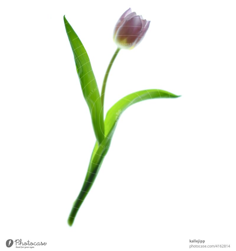 tulpe auf weiß Tulpe Blume Blüte rot gelb Frühling Makroaufnahme Nahaufnahme Pflanze Freisteller grün rosa lilarosa violett Leuchttisch Blühend Blatt Natur