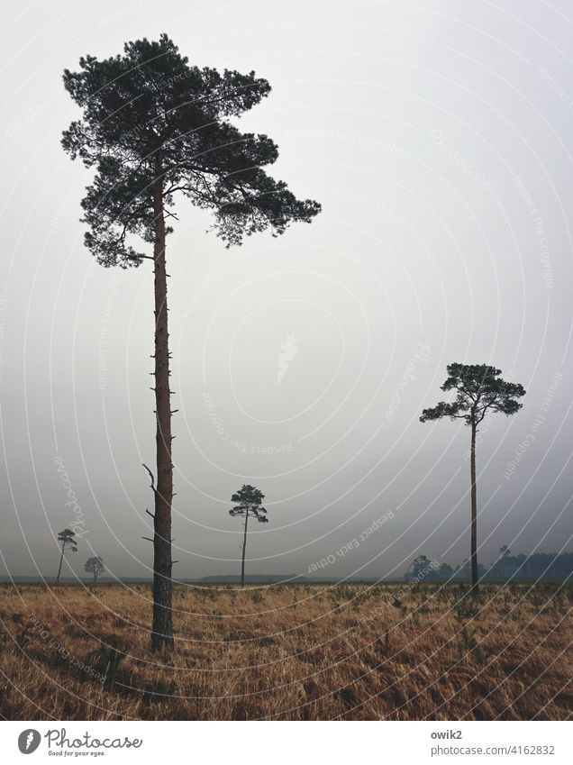 Distanztypen Bäume wenig groß hoch einsam Platz Abstand Einzelgänger Natur Landschadt Wald düster Horizont Textfreiraum oben neblig diesig verhangen