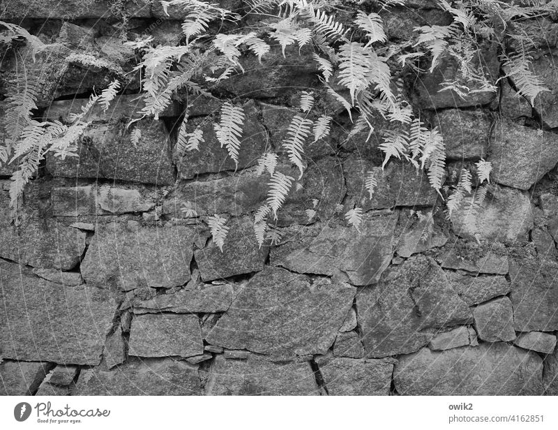 Steine und Farne Umwelt Natur Pflanze Außenaufnahme Idylle Echte Farne Wachstum friedlich ruhig natürlich Fächer Wildpflanze Detailaufnahme Mauer Wand alt