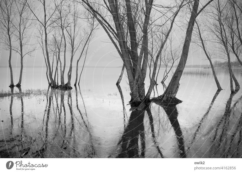 Stillstand Bäume Wasser Land unter Zweige nasse Füße Flut überflutet Überschwemmung Reflexion & Spiegelung Wasseroberfläche Frühling Äste Himmel Horizont