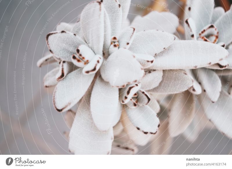 Schönes Bild einer Kalanchoe Tomentosa Sukkulentenpflanze tomentosa Pflanze exotisch weich schön Blätter Kontrast weiß samtig fluffig Fussel unscharf
