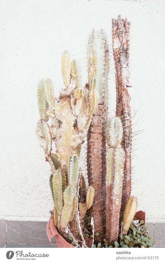 Alter Cereus peruvianus Kaktus mit Rostplage auf ihm Pilz Rust Infektion Krankheit Plage alt Verlassen hoch Pflanze Sukkulente sukkulente Pflanze Fettpflanze