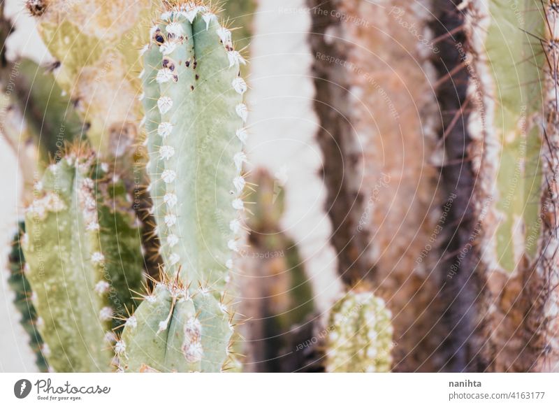 Alter Cereus peruvianus Kaktus mit Rostplage auf ihm Pilz Rust Infektion Krankheit Plage alt Verlassen hoch Pflanze Sukkulente sukkulente Pflanze Fettpflanze