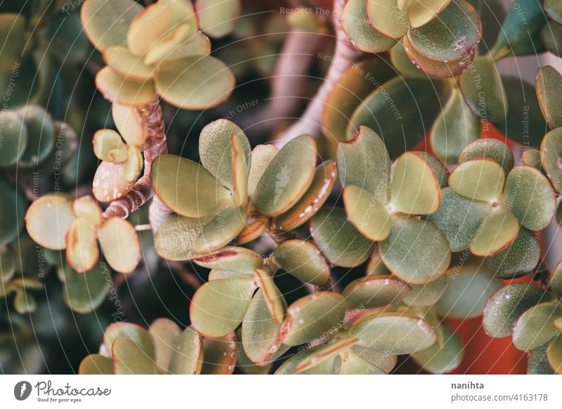 Musterbild einer Sukkulentenpflanze Crassula ovata Jadebaum sukkulente Pflanze Hintergrund exotisch organisch grün Blatt Fokus Bokeh schön Natur natürlich
