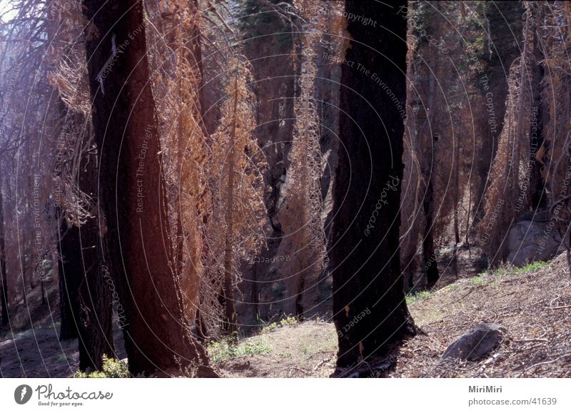 uralt-wald Baum Nadelbaum trocken Gegenlicht Wald Nationalpark Berge u. Gebirge befallen Tod USA