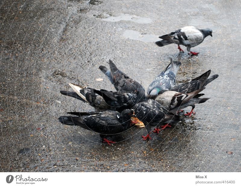 Getaube Krankheit Tier Vogel Taube Tiergruppe Schwarm Fressen füttern dreckig Straßentaube Schädlinge Taubenplage Plage Farbfoto Gedeckte Farben Außenaufnahme