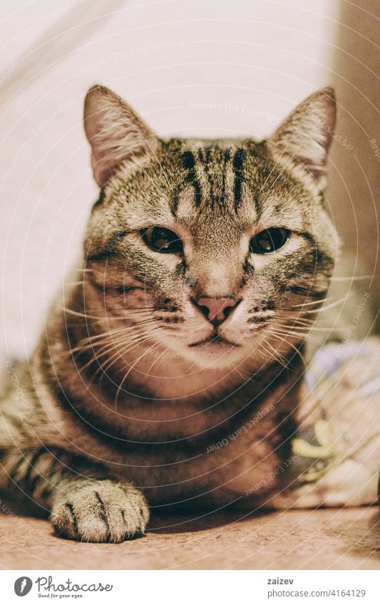 gestromte Katze und Hauskatze im Inneren eines Zimmers eines ruhenden Hauses ohne Menschen ungewöhnlicher Winkel schön Hintergrund Nahaufnahme Tier niedlich