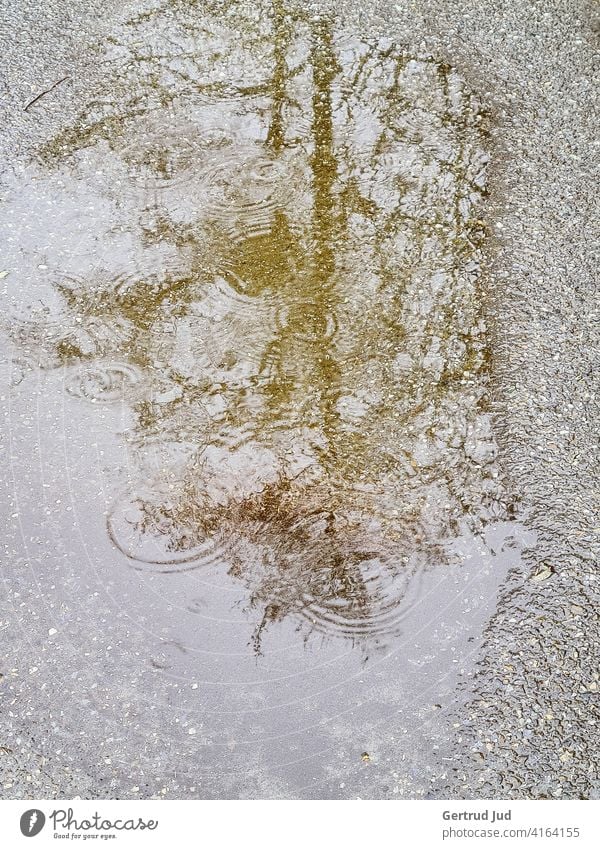 Reflexion eines Baumes in einer Regenpfütze Landschaft Regenwetter Spiegelung nass Wasser Reflexion & Spiegelung feucht Natur Pfütze Wetter Außenaufnahme