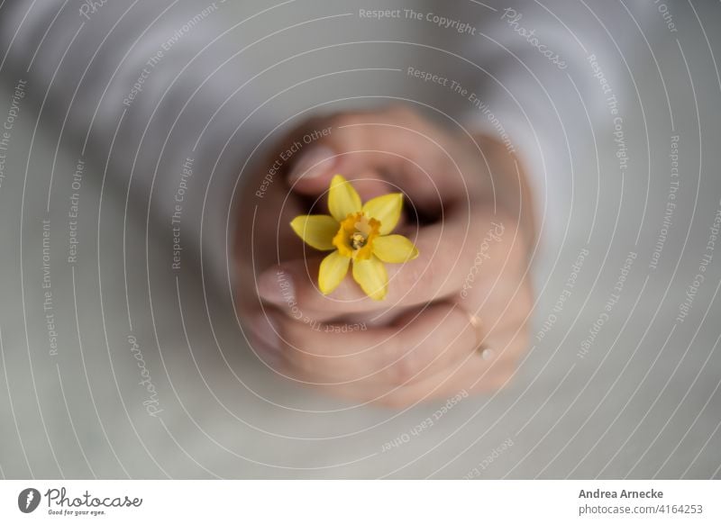 Weibliche Hände halten eine Narzisse Blume Hand Ring Geschenk für Dich weiß gelb Leerraum Finger Frühling Geburtstag überreichen festhalten Nahaufnahme