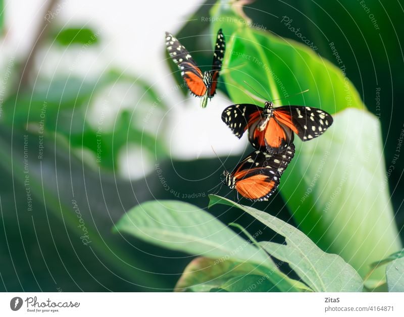 Monarchfalter auf den Pflanzen im Frühling Schmetterling Schmetterlinge Insekt hübsch Natur Gras grün orange Flügel fliegen Fliege Sommer Saison Garten Fee