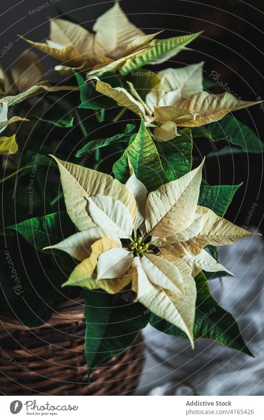 Zarter gelber Weihnachtsstern auf einem Stück Stoff Poinsettie Pflanze Blumen einfach Ornament Dekoration & Verzierung natürlich kreativ Flora Botanik geblümt