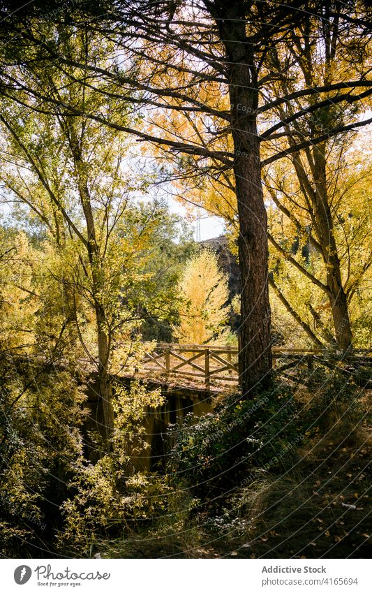 Alte Brücke über den Fluss im Wald Herbst Baum Wälder alt Steg Landschaft fallen Natur hölzern malerisch farbenfroh Umwelt Laubwerk Saison Waldgebiet sonnig Weg