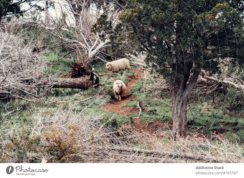 Niedliche Schafe grasen zusammen auf der Wiese weiden Weide Hügel Herde Berghang heimisch Fussel Tier Patagonien Südamerika Säugetier Natur Landschaft Umwelt