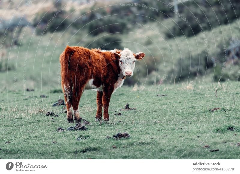 Niedliche Kuh beim Grasen auf der Wiese im Sommer Rasen weiden Weide Viehbestand allein Hügel grün Tier Patagonien Südamerika Haustier heimisch domestiziert