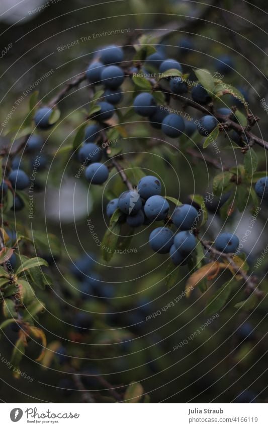 Blaue Schlehdornbeeren am  Strauch mit grünen Blättern strauch Natur Wald matt blau dunkelblau Außenaufnahme Nahaufnahme natürlich Pflanze Herbst