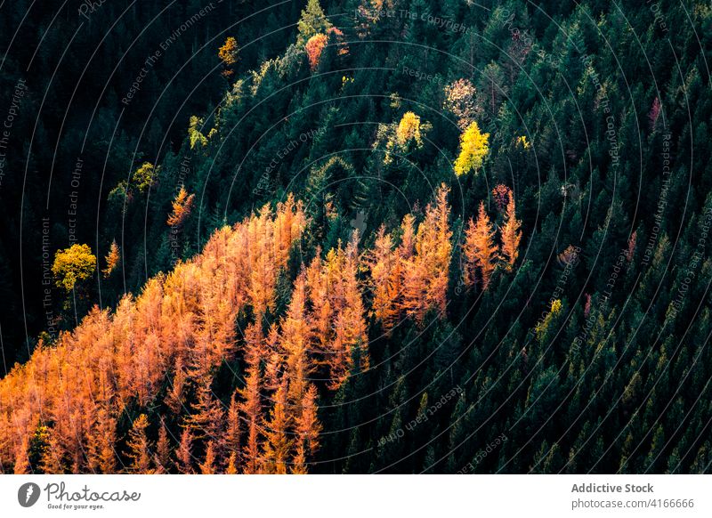 Bunte dichte herbstliche Waldlandschaft Herbst farbenfroh Baum nadelhaltig fallen Wälder Waldgebiet Saison Natur Laubwerk Umwelt Landschaft Hintergrund