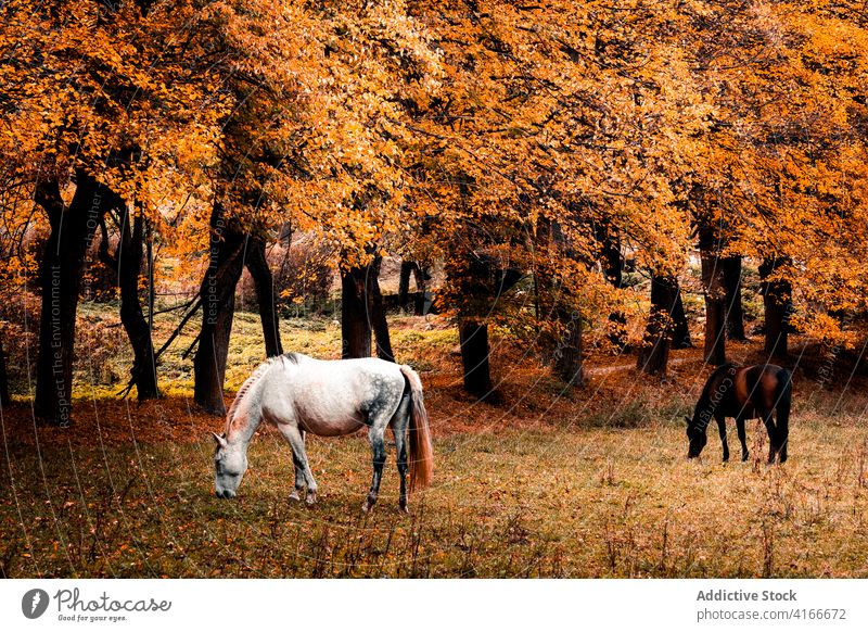 Weidende Pferde im Herbstwald Wald Laubwerk Baum Tier farbenfroh golden Landschaft Natur fallen Saison friedlich Farbe pulsierend lebhaft hell weiden Wälder