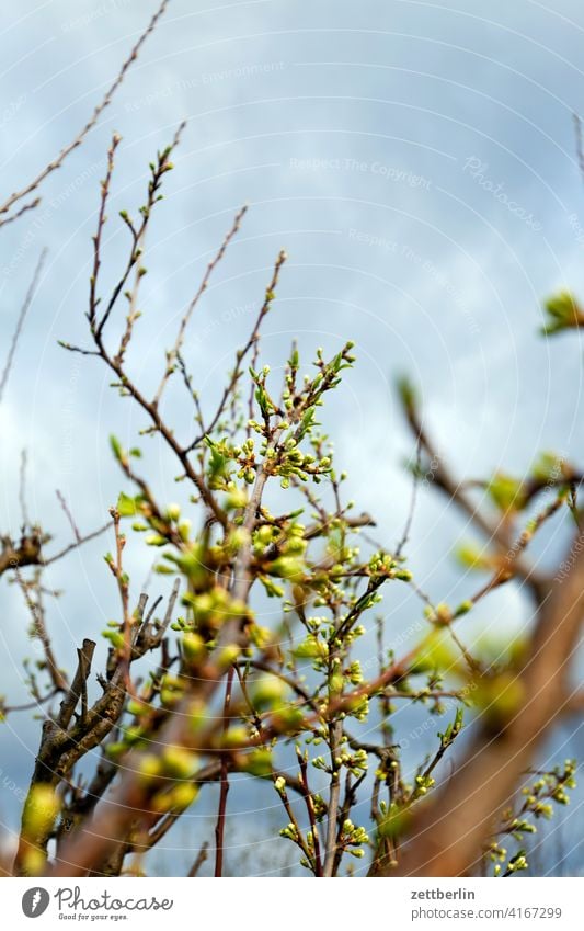 Pflaumenbaum kurz vor der Blüte ast erholung erwachen ferien frühjahr frühling frühlingserwachen garten himmel kleingarten kleingartenkolonie knospe