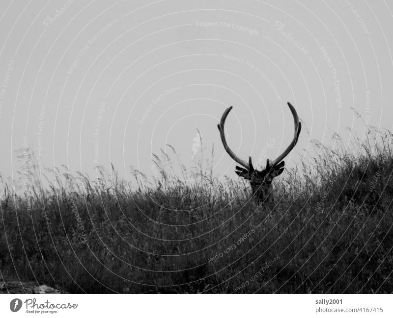 stolzer Hirsch liegt in hohem Gras Geweih Wild Wiese Wildtier Tier Überblick beobachten schön Blick stark beeindruckend Stärke Natur Außenaufnahme Menschenleer