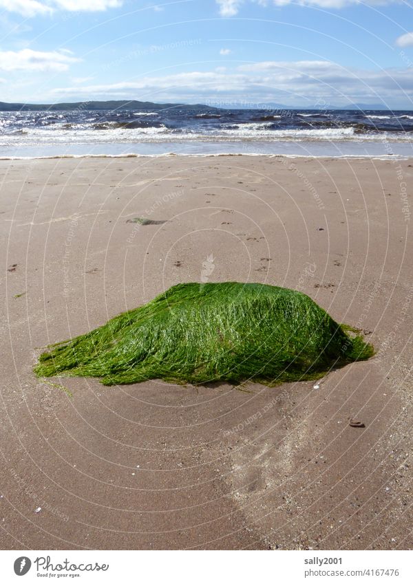 die Meerjungfrau hat ihre Perücke am Strand vergessen! Algen Haare grün Sand Wellen Küste Strandgut Ferien & Urlaub & Reisen Mythos Märchen Menschenleer