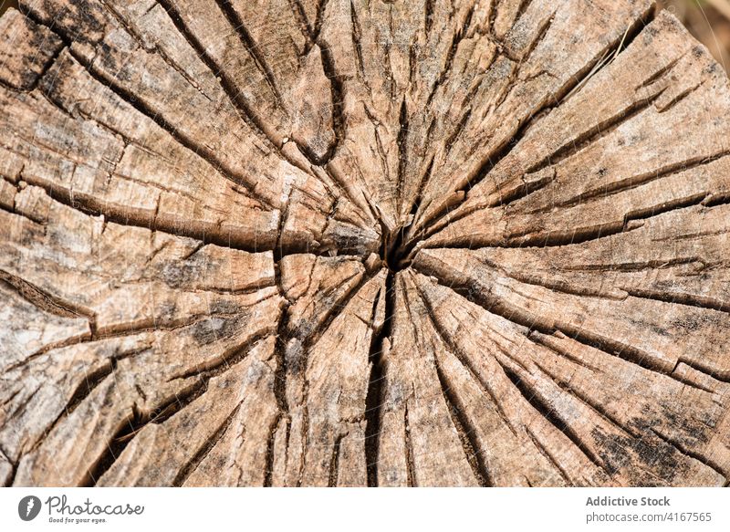 Textur eines alten Baumstamms mit Rissen Totholz Holz Kofferraum Hintergrund natürlich verwittert uneben Oberfläche schäbig Nutzholz Material Struktur braun