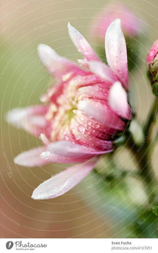 Blumen mit ihren zarten Blüten im Frühling. blüte blume bienenfreundlich wildblumen wiese regentropfen naturbelassen bio garten rosa leuchten makro nahaufnahme